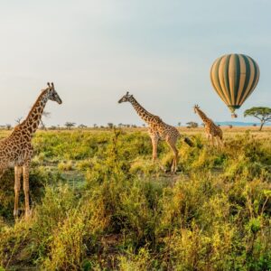 https://www.jahazitours.com/wp-content/uploads/2018/07/01_post_serengeti-300x300.jpg