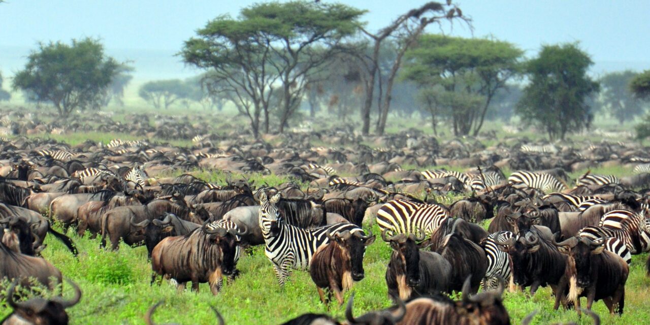 2 nights Serengeti