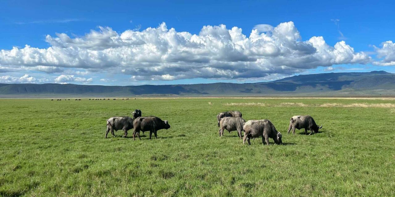 1 night Ngorongoro