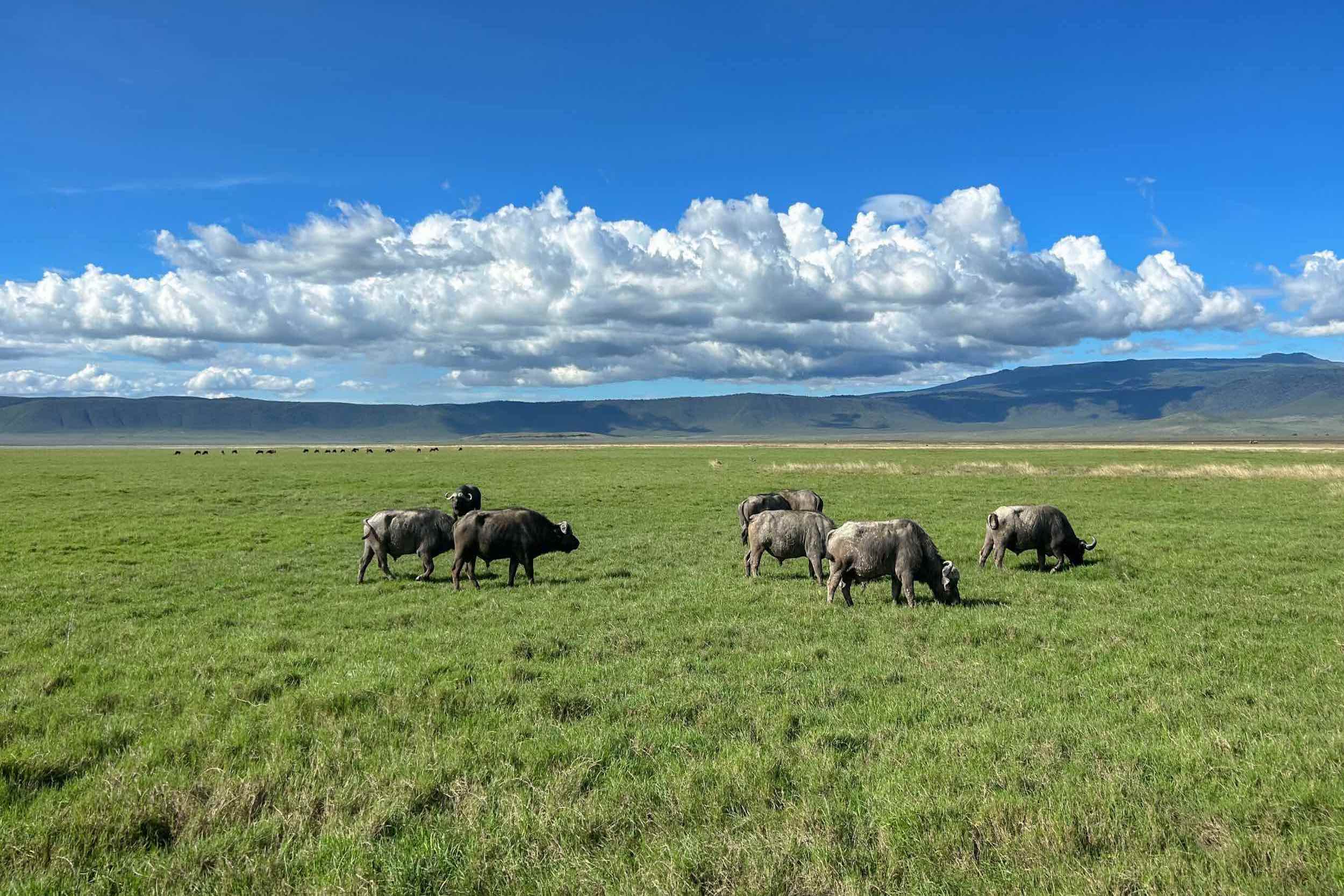01_post_ngorongoro https://www.jahazitours.com/wp-content/uploads/2025/11/01_post_ngorongoro.jpg