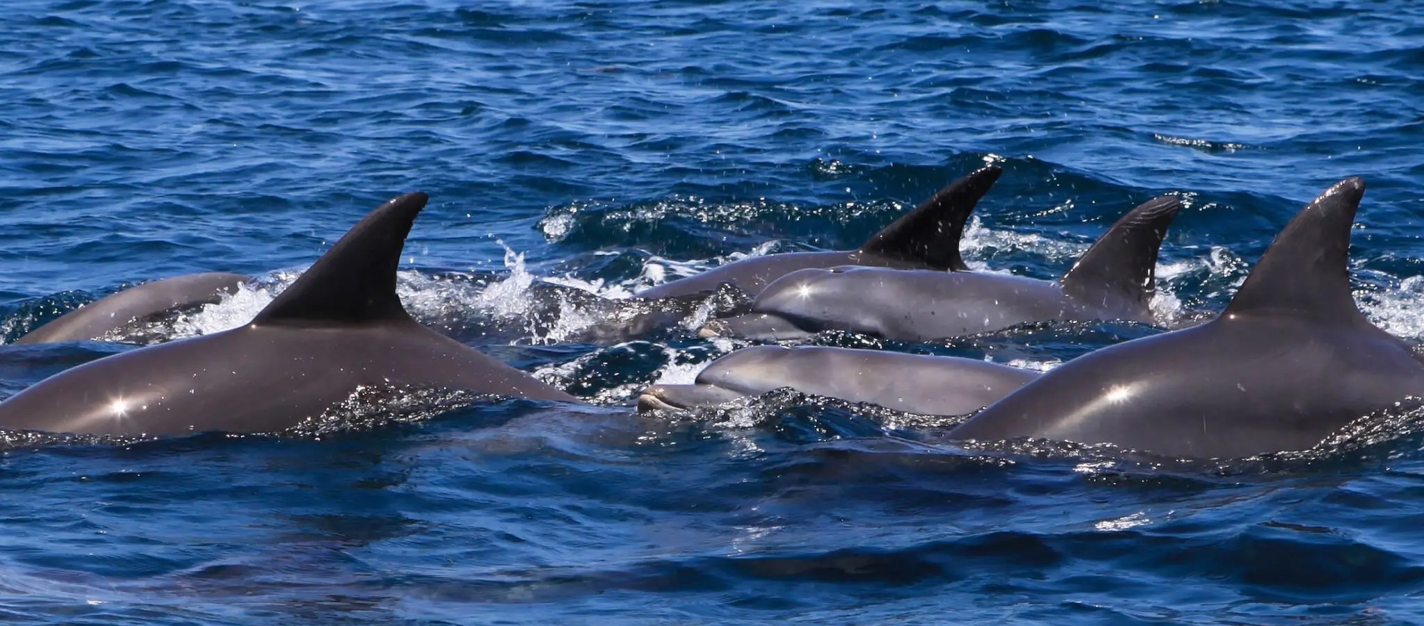 dolphin_excursions_znz https://www.jahazitours.com/wp-content/uploads/2025/11/dolphin_excursions_znz.jpg